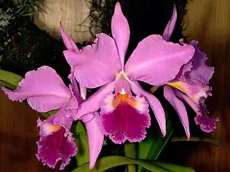 Cattleya labiata Lindl 1821