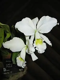 Cattleya labiata var. alba "Sonia"