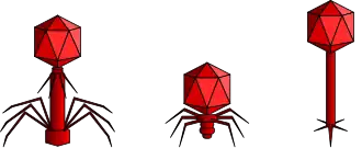 Da esquerda para a direita: Myoviridae, Podoviridae e Siphoviridae