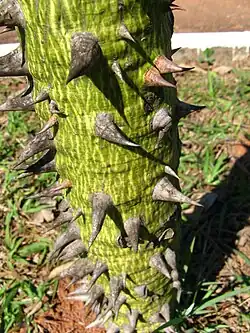 Jovem, verde com acúleos.