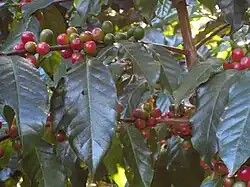 Coffea (cafeeiro)