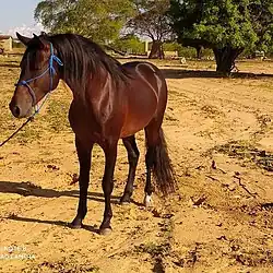 Cavalo Nordestino castanho.