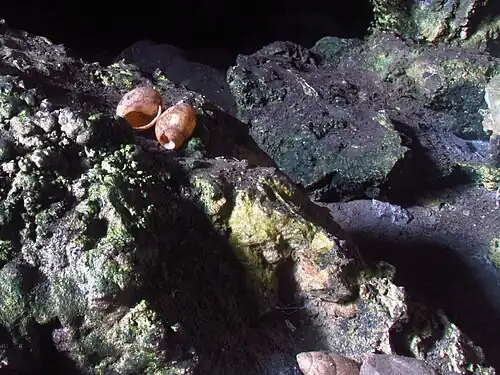 Carapaças oriundas de atividades humanas