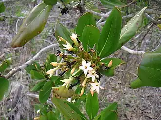 Casasia clusiifolia