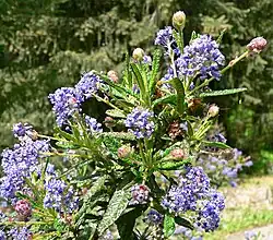 Ceanothus papillosus var. 'roweanus' no Regional Parks Botanic Garden, Berkeley, Califórnia.