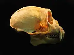 Crânio de Cebus olivaceus, vista lateral.