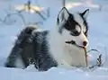 Um filhote de Cão esquimó canadense.