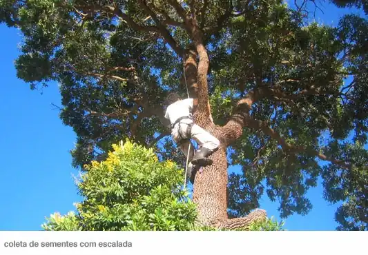 Coleta de sementes em cedro nativo