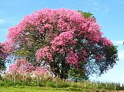 Paineira em flor