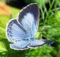 Celastrina argiolus