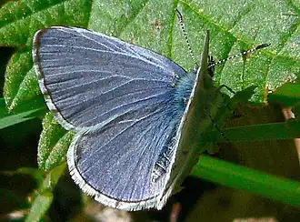 Celastrina ladon