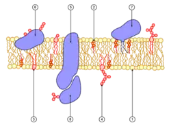 Representação esquemática de uma membrana celular
