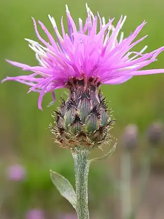 Centaurea stoebe