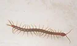 lacraia - exemplar com cerca de 14,5cm de comprimento.