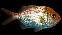 Centroberyx affinis.