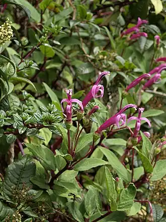 Centropogon gutierrezii