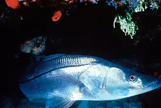 Centropomus undecimalis