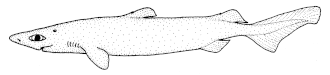Centroscymnus owstoni (ilustração de Tony Ayling).
