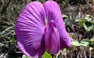 Centrosema pubescens Benth