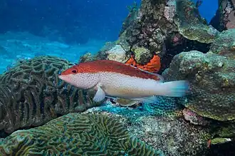 Indivíduo avistado no Santuário Marinho Nacional Flower Garden Banks, no golfo do México, nos Estados Unidos
