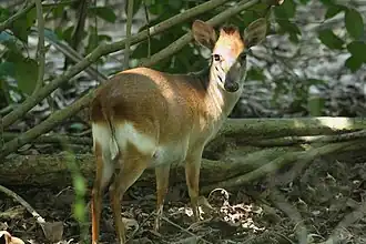 Duiker-de-ader em Zanzibar, na Tanzânia
