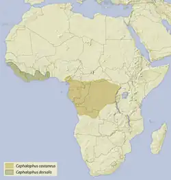 Território do duiker-castanho, diferenciando as subespécies