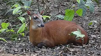 Duiker-castanho (Cephalophus dorsalis)