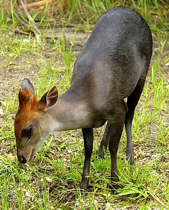 Duiker-negro, no Zoológico de Miami, nos Estados Unidos