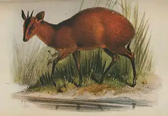 Ilustração de um duiker-de-fronte-negra (Cephalophorus nigrifrons)