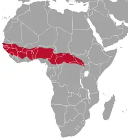 Território do duiker-de-flancos-vermelhos