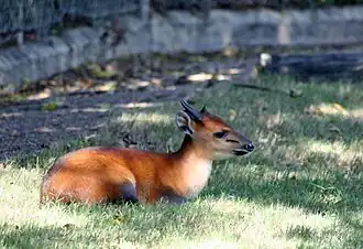 Duiker-de-flancos-vermelhos no Zoológico de Dallas, nos Estados Unidos