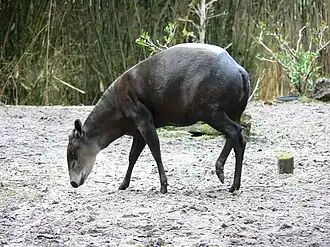 Muntual (Cephalophus silvicultor)