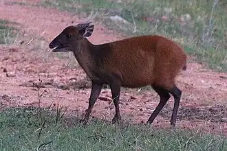 Duiker-de-weyns no Parque Nacional de Mount Elgon, no Quênia