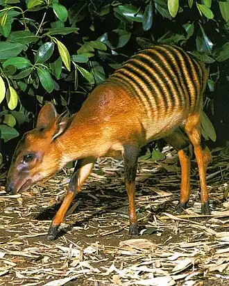 Duiker-zebra (Cephalophula zebra)