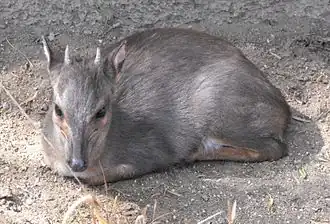 Duiker-azul no Zoológico de San Diego, nos Estados Unidos