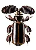 Ilustração de Cerapterus macleayii.