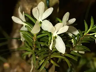 Ceratochilus biglandulosus