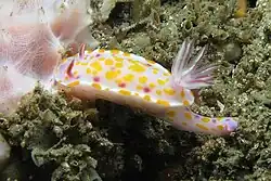 Ceratosoma amoenum (nudibrânquio-palhaço).