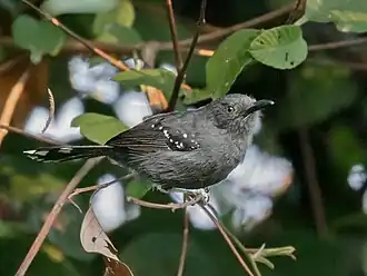C. cineracens na Floresta Nacional de Carajás, no Pará