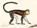 Mona Monkey