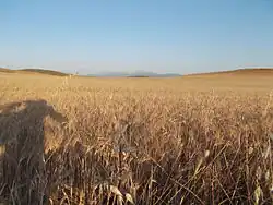 Plantio espanhol de cevada