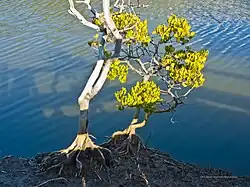 Hábito de Ceriops australis.