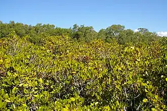 Plantas jovens de Ceriops australis.