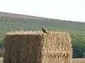 As pacas de palha são poleiros improvisados para as aves de rapina.