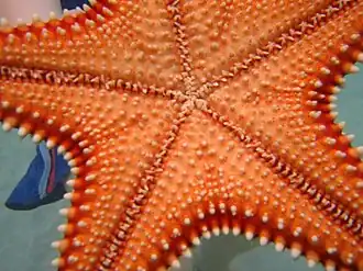Superfície oral de Oreaster reticulatus