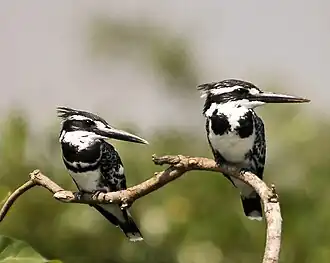 um casal de Ceryle rudis no Ranganthittu Bird Sanctuary, India (o macho à esquerda e a fêmea à direita)