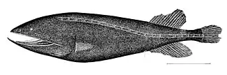 Cetomimus gillii