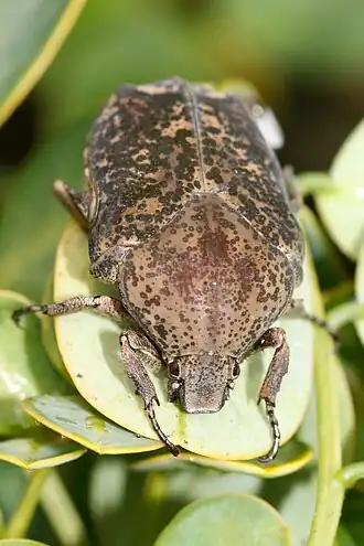 Espécie de Cetoniidae do gênero Gymnetis, fotografada nas Ilhas Moleques do Sul
