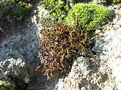 uma massa bronzeada de ramos intrincados, terminando em dedos curtos e atarracados montados em uma rocha branca