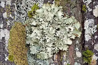 Cetrelia cetrarioides é o mais proeminente de vários líquens que crescem no tronco desse salgueiro no leste dos Alpes Julianos, na Eslovênia